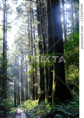 Mysterious forest during mountain climbing in Yakushima 131687049