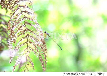 蕨葉上的蜻蜓 131687052