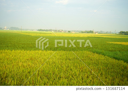 Expansive Rice Paddy Landscape Captures Tranquil Morning Light in India Expansive Rice Paddy Landscape Captures Tranquil Morning Light in India 131687114