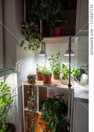 Growing plants under LED phyto lamp at home in winter season. Additional illumination. Growing plants under LED phyto lamp at home in winter season. Additional illumination. 131687155