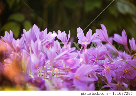 Autumn flowers. Colchicum autumnale blooms in October at sunset light, closeup.  131687295