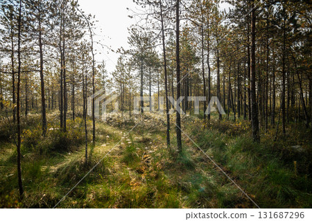 Autumn sunrise on a raised peat bog. Morning in a swampy pine forest 131687296