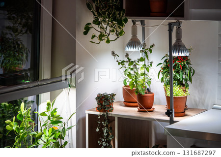 Growing plants under LED phyto lamp at home in winter season. Additional illumination. Growing plants under LED phyto lamp at home in winter season. Additional illumination. 131687297