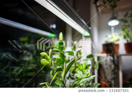 Growing plants under LED phyto lamp on window at home in winter season. Additional illumination. 131687301