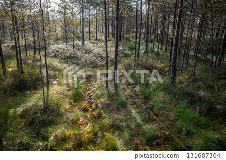 Autumn sunrise on a raised peat bog. Morning in a swampy pine forest Autumn sunrise on a raised peat bog. Morning in a swampy pine forest 131687304