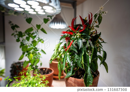 Growing plants under LED phyto lamp at home in winter season. Additional illumination. 131687308