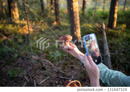 Woman hands photographing white mushroom boletus with smartphone during forest forage at sunset 131687329