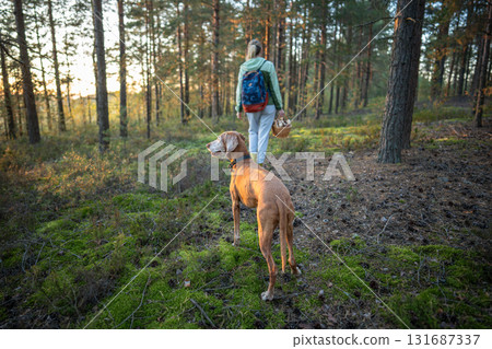 Woman walking forest with Vizsla dog collect mushrooms into basket rear view. Foraging fall season Woman walking forest with Vizsla dog collect mushrooms into basket rear view. Foraging fall season 131687337