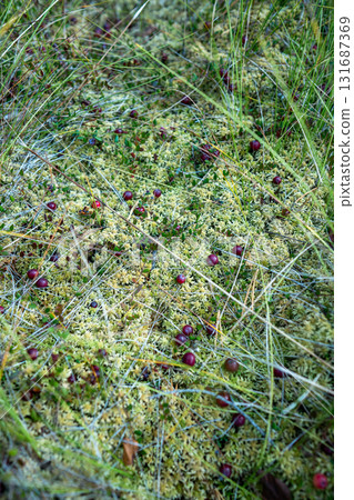 Early autumn on peat bog. Cranberry plant with fresh ripe berries, closeup view 131687369