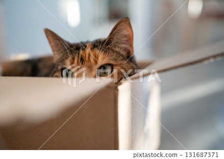 Curious cat peeks out of cardboard box, watching from its hiding place. Domestic life of pets. Curious cat peeks out of cardboard box, watching from its hiding place. Domestic life of pets. 131687371