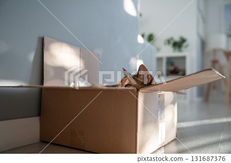 Curious cat peeks out of cardboard box, watching from its hiding place. Domestic life of pets. 131687376