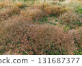 Zelenogradsk, Curonian Spit National Park. Sand dunes on the shore of the Baltic Sea 131687377