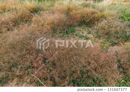 Zelenogradsk, Curonian Spit National Park. Sand dunes on the shore of the Baltic Sea 131687377