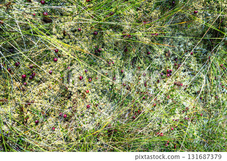 Early autumn on peat bog. Cranberry plant with fresh ripe berries, closeup view 131687379