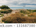 Zelenogradsk, Curonian Spit National Park. Sand dunes on the shore of the Baltic Sea 131687380