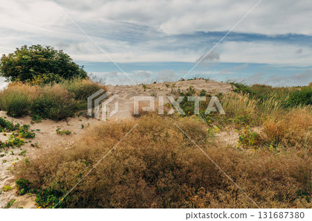 Zelenogradsk, Curonian Spit National Park. Sand dunes on the shore of the Baltic Sea Zelenogradsk, Curonian Spit National Park. Sand dunes on the shore of the Baltic Sea 131687380