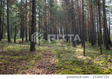 Walking narrow path through autumn forest with rows of pines standing tall among winding trail 131687381