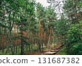 Curonian Spit National Park. Zelenogradsk, Kaliningrad Oblast, Russia. 131687382