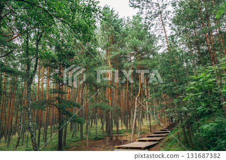 Curonian Spit National Park. Zelenogradsk, Kaliningrad Oblast, Russia. 131687382