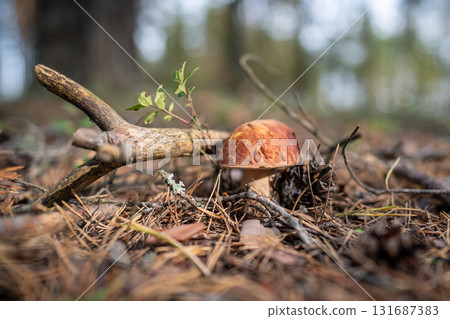 Mushroom Boletus edulis grows on ground among fallen dry needles and cone, illuminated by sunlight 131687383