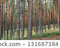 Curonian Spit National Park. Zelenogradsk, Kaliningrad Oblast, Russia. 131687384