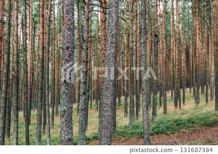 Curonian Spit National Park. Zelenogradsk, Kaliningrad Oblast, Russia. Curonian Spit National Park. Zelenogradsk, Kaliningrad Oblast, Russia. 131687384