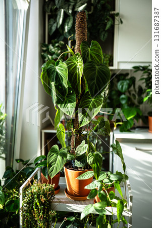 Philodendron plant support homemade sphagnum moss pole and plastic fine-mesh garden netting at home Philodendron plant support homemade sphagnum moss pole and plastic fine-mesh garden netting at home 131687387