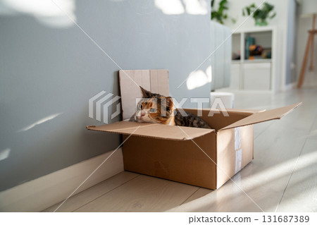 Curious cat peeks out of cardboard box, watching from its hiding place. Domestic life of pets. 131687389