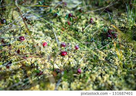 Early autumn on peat bog. Cranberry plant with fresh ripe berries, closeup view 131687401