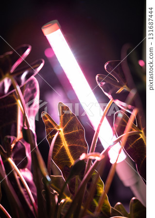 Growing plants under phyto lamp at home. LED lamp for supplementary lighting of houseplants 131687444