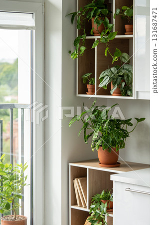 Home garden with green plants scindapsus, monstera, pilea, epipremnum in pots on shelves. Home garden with green plants scindapsus, monstera, pilea, epipremnum in pots on shelves. 131687471