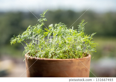 Organic herbs growing at home. Fresh green dill growing in clay pot on balcony. Grow seedlings Organic herbs growing at home. Fresh green dill growing in clay pot on balcony. Grow seedlings 131687493