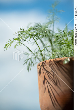 Closeup of fresh dill with water drops after spraying. Greens on terrace. Home grown organic herbs. Closeup of fresh dill with water drops after spraying. Greens on terrace. Home grown organic herbs. 131687509