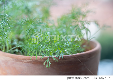 Organic herbs growing at home. Fresh green dill growing in clay pot on balcony. Grow seedlings 131687596