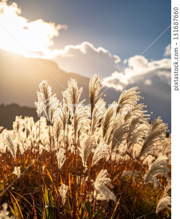 A field of silver grass shining silver in the backlight A field of silver grass shining silver in the backlight 131687660