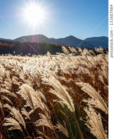 A field of silver grass shining silver in the backlight 131687664