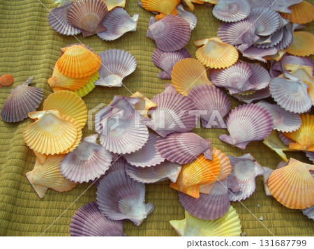 七彩豹殼 七彩豹殼 131687799