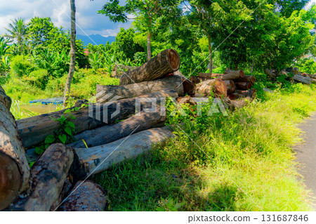 Harvesting wood.  131687846