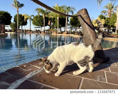 street cat walking. High quality photo 131687971