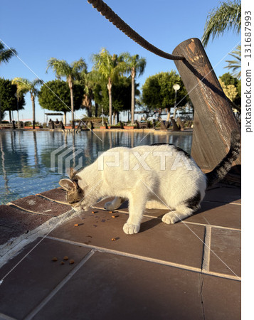 street cat walking. High quality photo 131687993