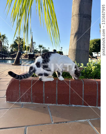 street cat walking. High quality photo 131687995