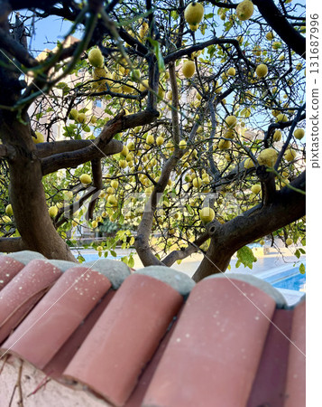 lemons growing under the window. High quality photo 131687996