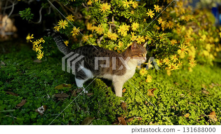 street cat walking. High quality photo 131688000