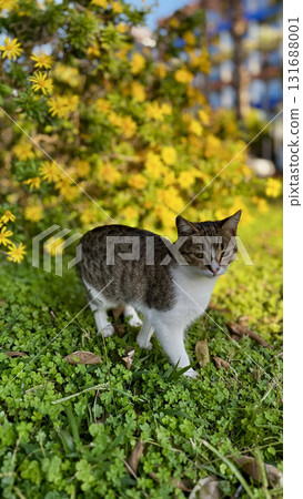 street cat walking. High quality photo 131688001