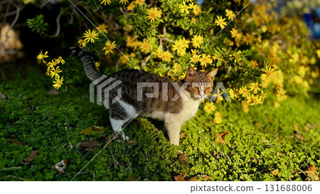 street cat walking. High quality photo 131688006