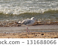 European herring gull (Larus argentatus) 131688066