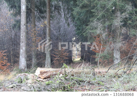 in the forest 131688068