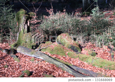 in the forest 131688069