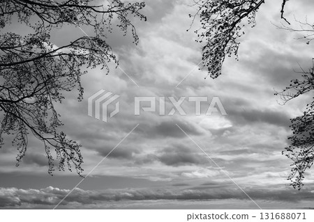 in the forest in the forest 131688071