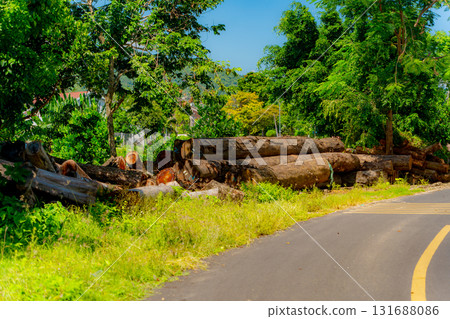 Harvesting wood. Harvesting wood. 131688086